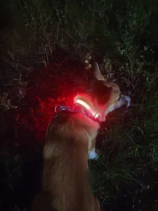 LumiGlow LED Dog Collar photo review