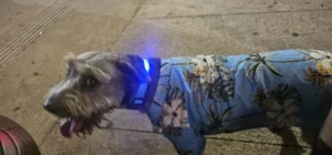 LumiGlow LED Dog Collar photo review