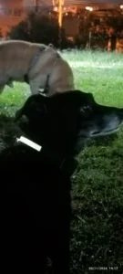LumiGlow LED Dog Collar photo review