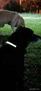 LumiGlow LED Dog Collar photo review