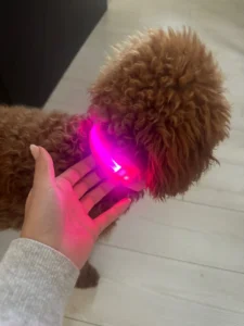 LumiGlow LED Dog Collar photo review