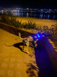 LumiGlow LED Dog Collar photo review