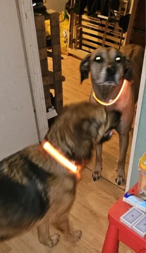 LumiGlow LED Dog Collar photo review
