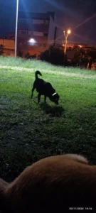 LumiGlow LED Dog Collar photo review