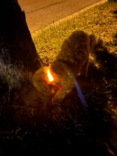 LumiGlow LED Dog Collar photo review