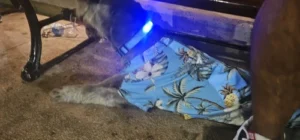 LumiGlow LED Dog Collar photo review