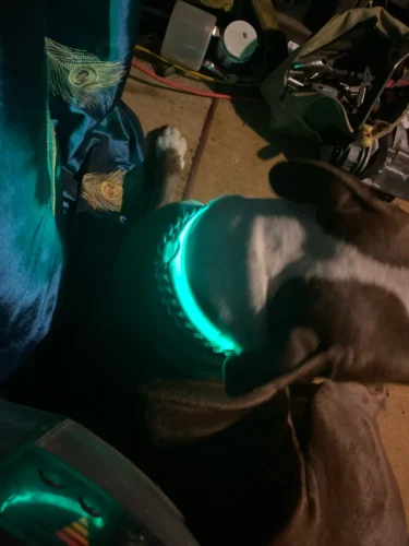 LumiGlow LED Dog Collar photo review