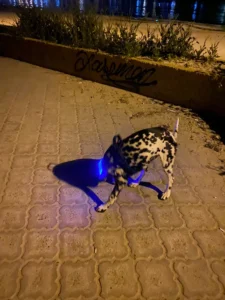 LumiGlow LED Dog Collar photo review