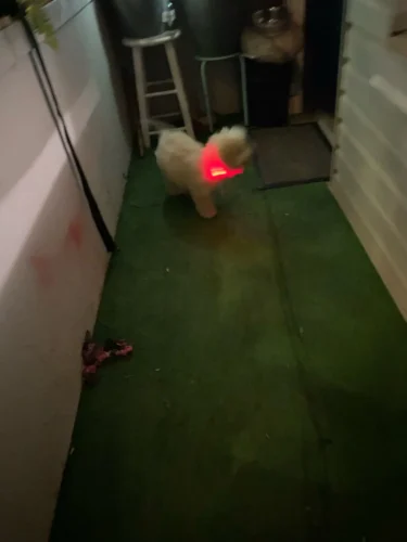 LumiGlow LED Dog Collar photo review