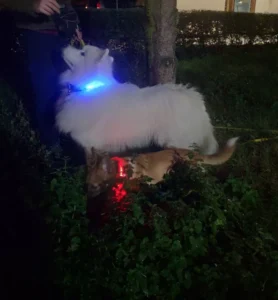 LumiGlow LED Dog Collar photo review