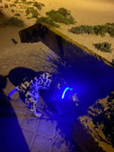 LumiGlow LED Dog Collar photo review