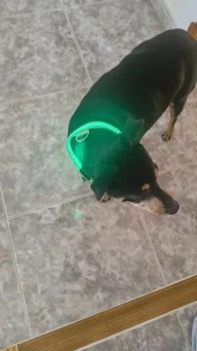 LumiGlow LED Dog Collar photo review