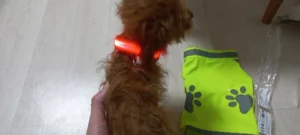 LumiGlow LED Dog Collar photo review