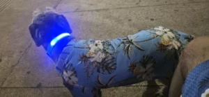 LumiGlow LED Dog Collar photo review