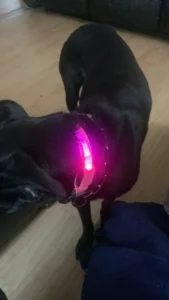 LumiGlow LED Dog Collar photo review