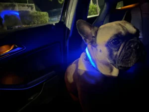 LumiGlow LED Dog Collar photo review