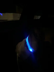LumiGlow LED Dog Collar photo review